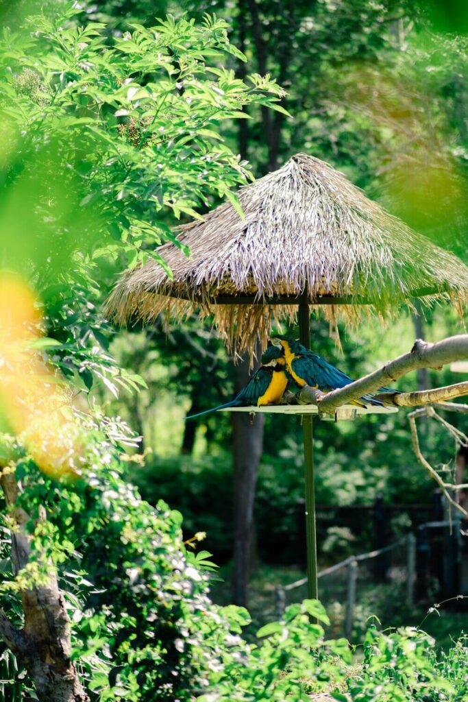 parrots at Toronto Zoo