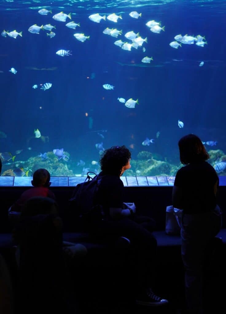 people looking at fish in Vancouver aquarium