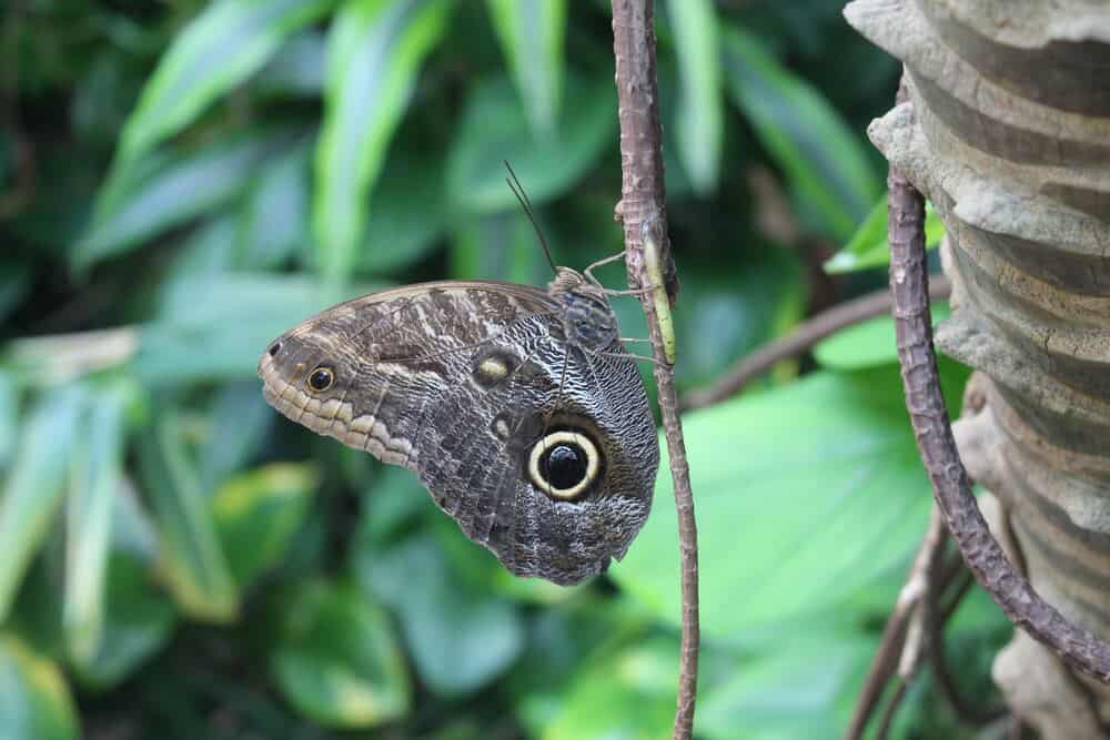 butterfly on branch