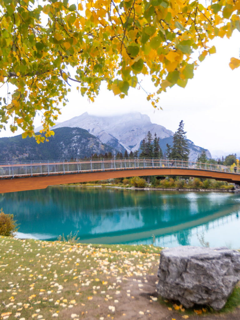 turquoise bow river running under bridge and framed by yellow trees