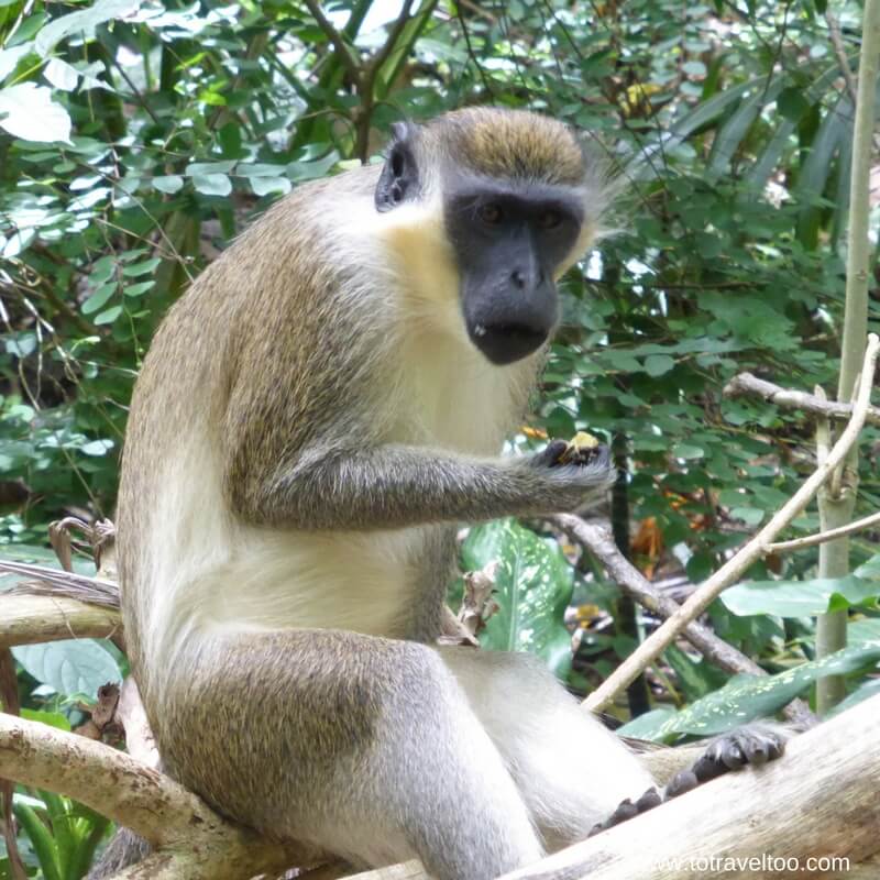  Green Monkeys in tree eating nut