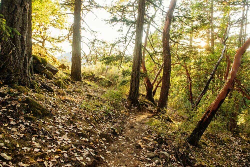 trail running through forest