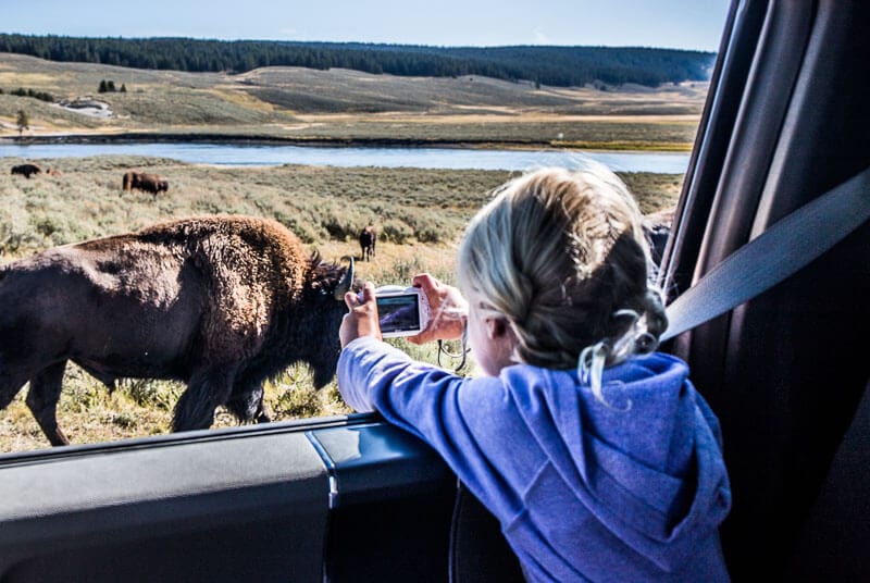 child taking photo of buffalo from inside car