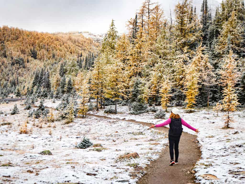 person on larch valley trail surrounded by fall foliage