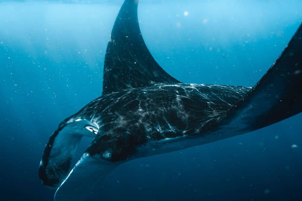 manta ray in the seychelles