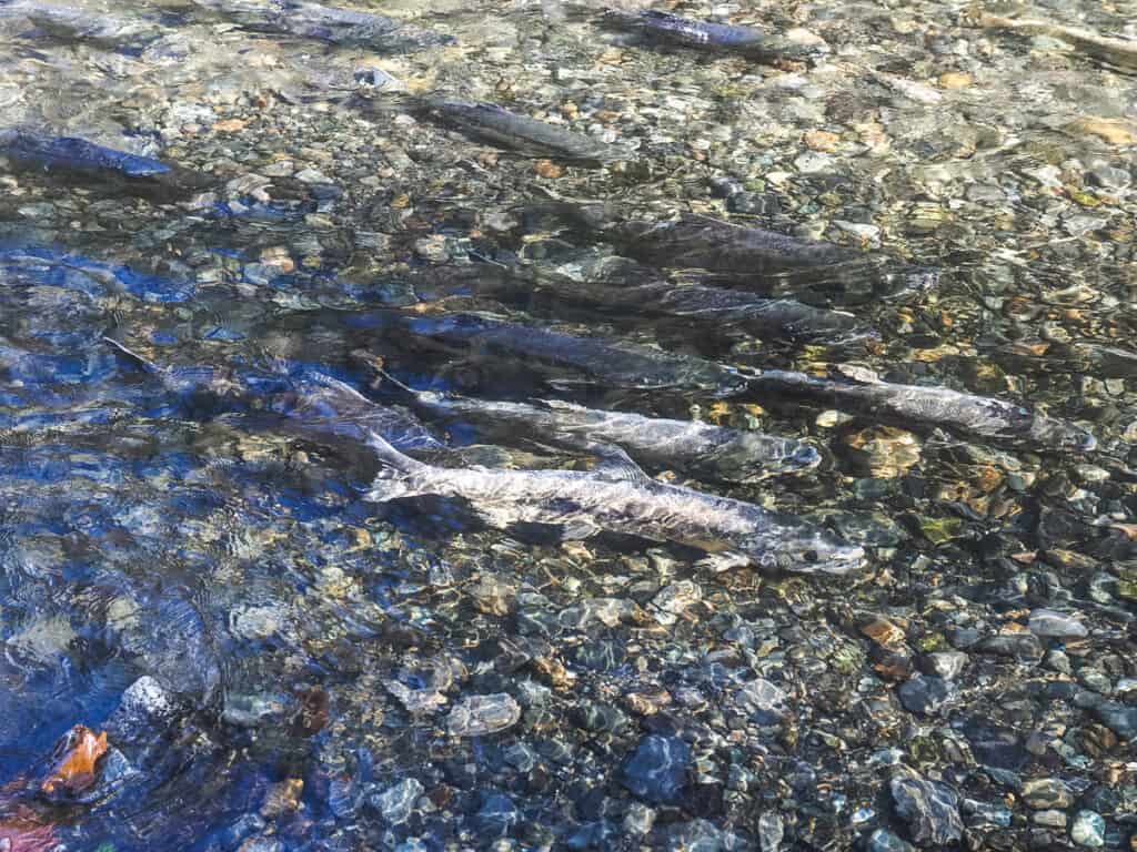 salmon in the river