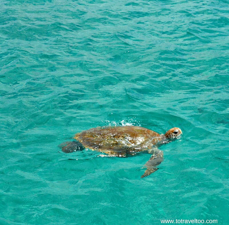 turtle poking head out of water