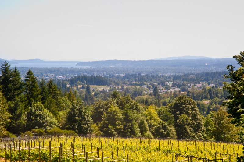 vineyard overlooking vancouver island