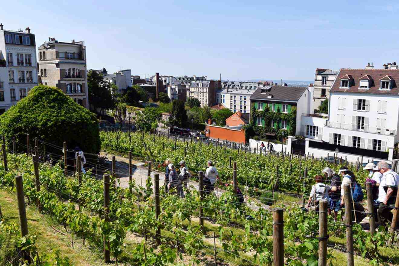 A group of people are walking down a hill in a vineyard.