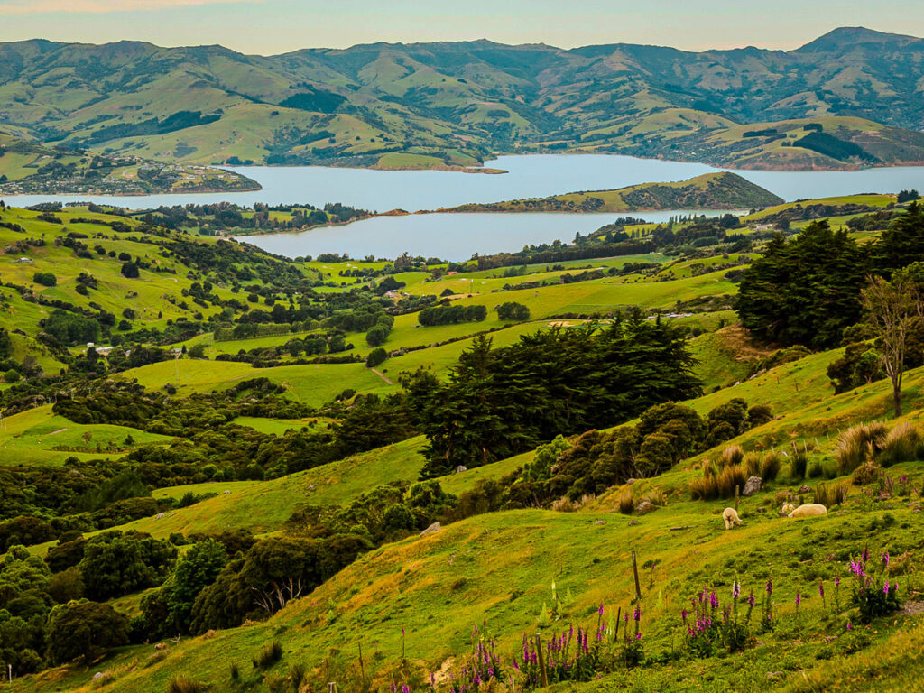 akaroa coastline and green rolling hills