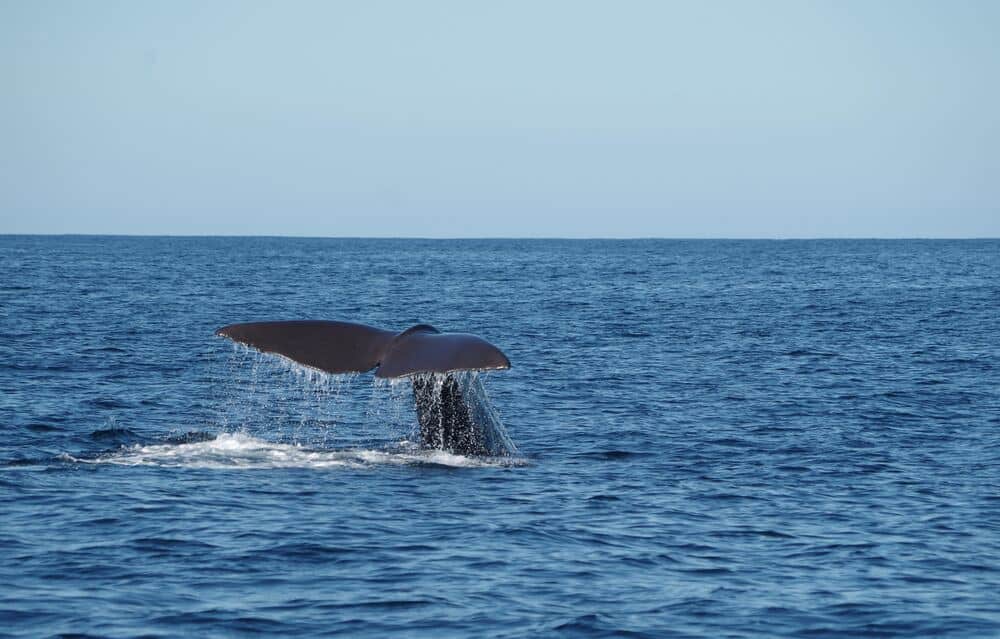 Whale tail breaching in Kaikoura