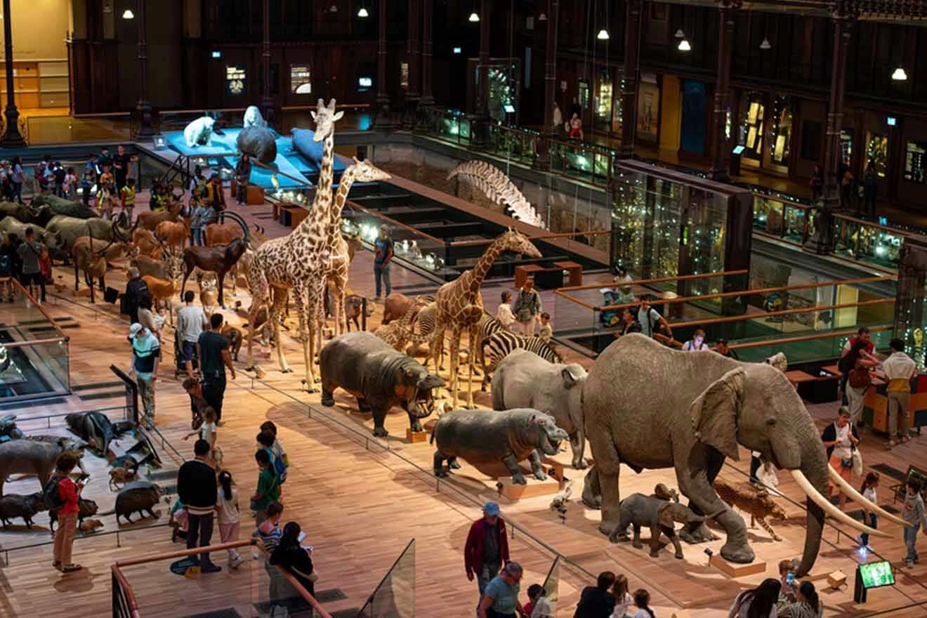 A group of people looking at animals in a museum.