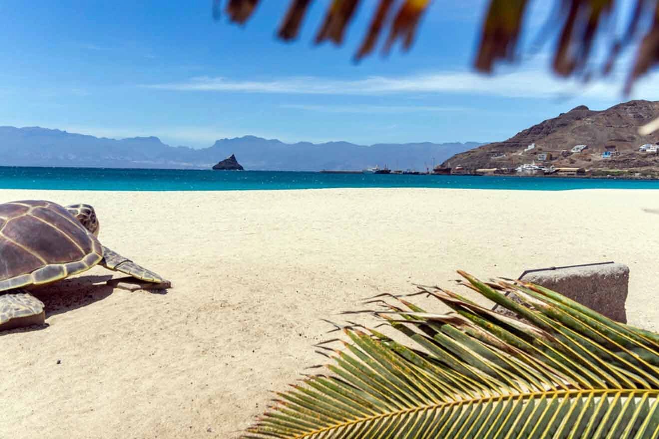 A turtle on the beach near a palm tree.