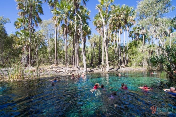 people swimming in Mataranka Springs