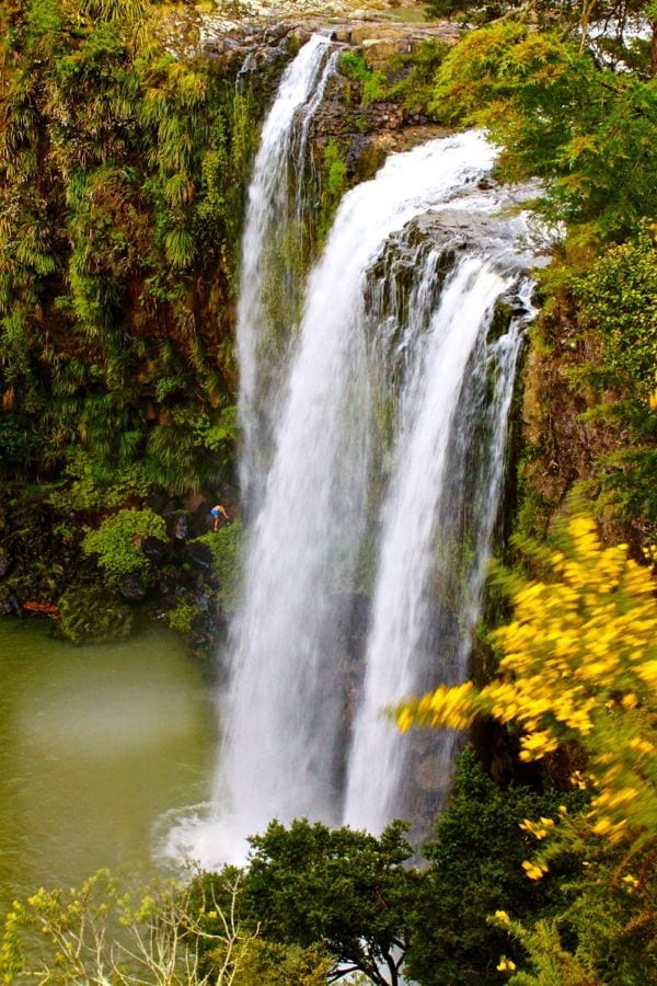 Whangarei Falls cascading over cliff surounded by lush greenery