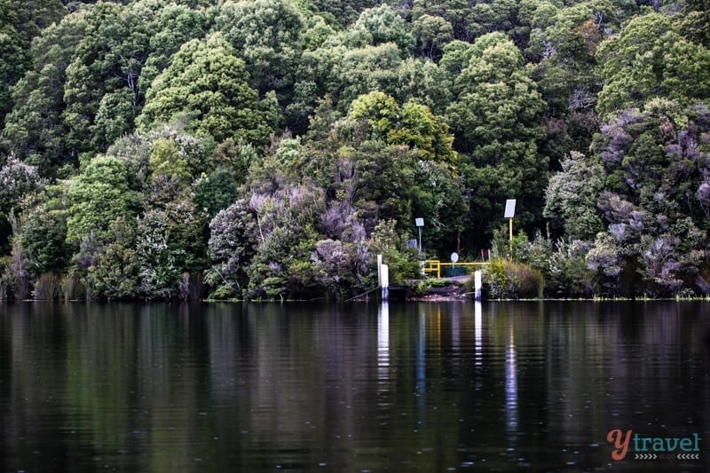 water on edge of thick forest