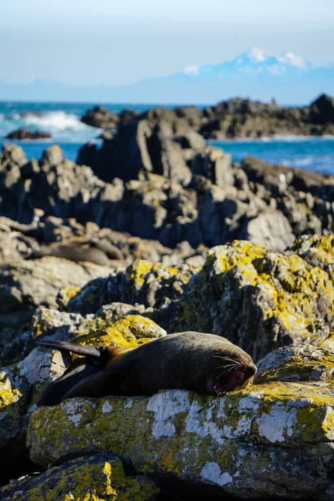 seal on a rock