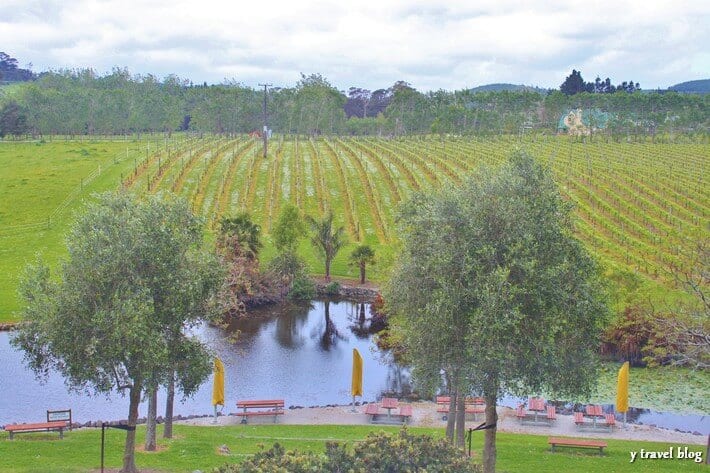 vineyards beside lake