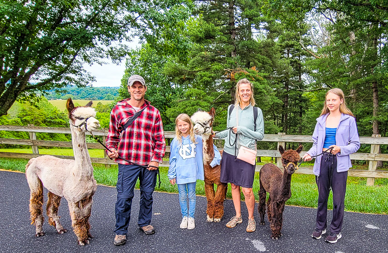 people walking alpacas