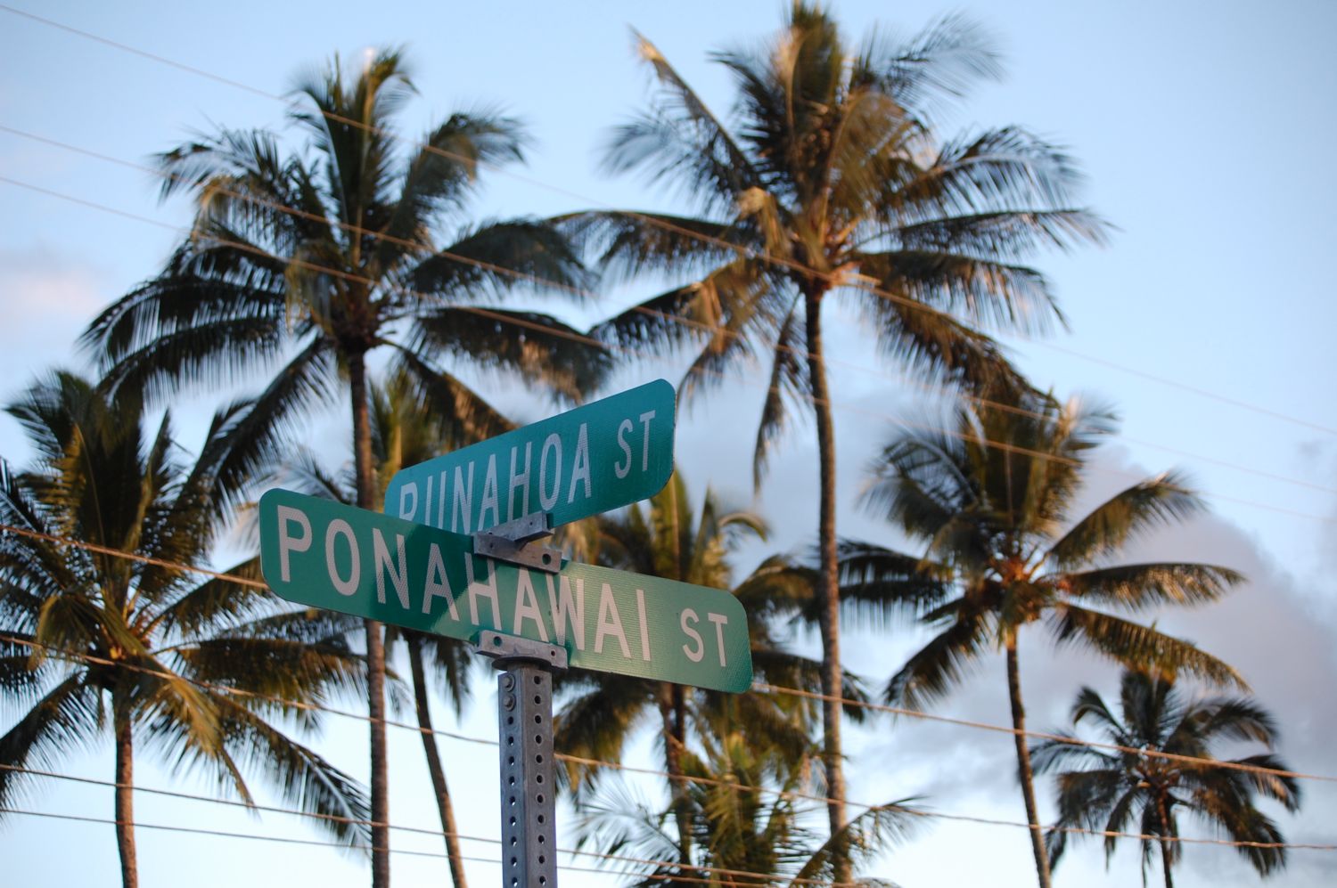 palm trees over a sign