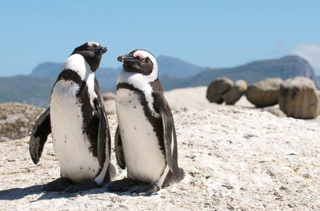 two penguins standing on a beach