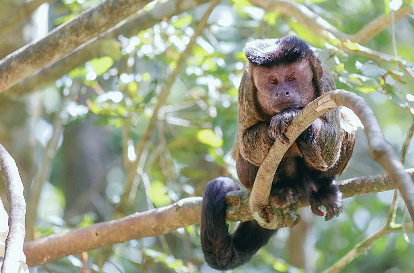 a monkey sitting on a branch