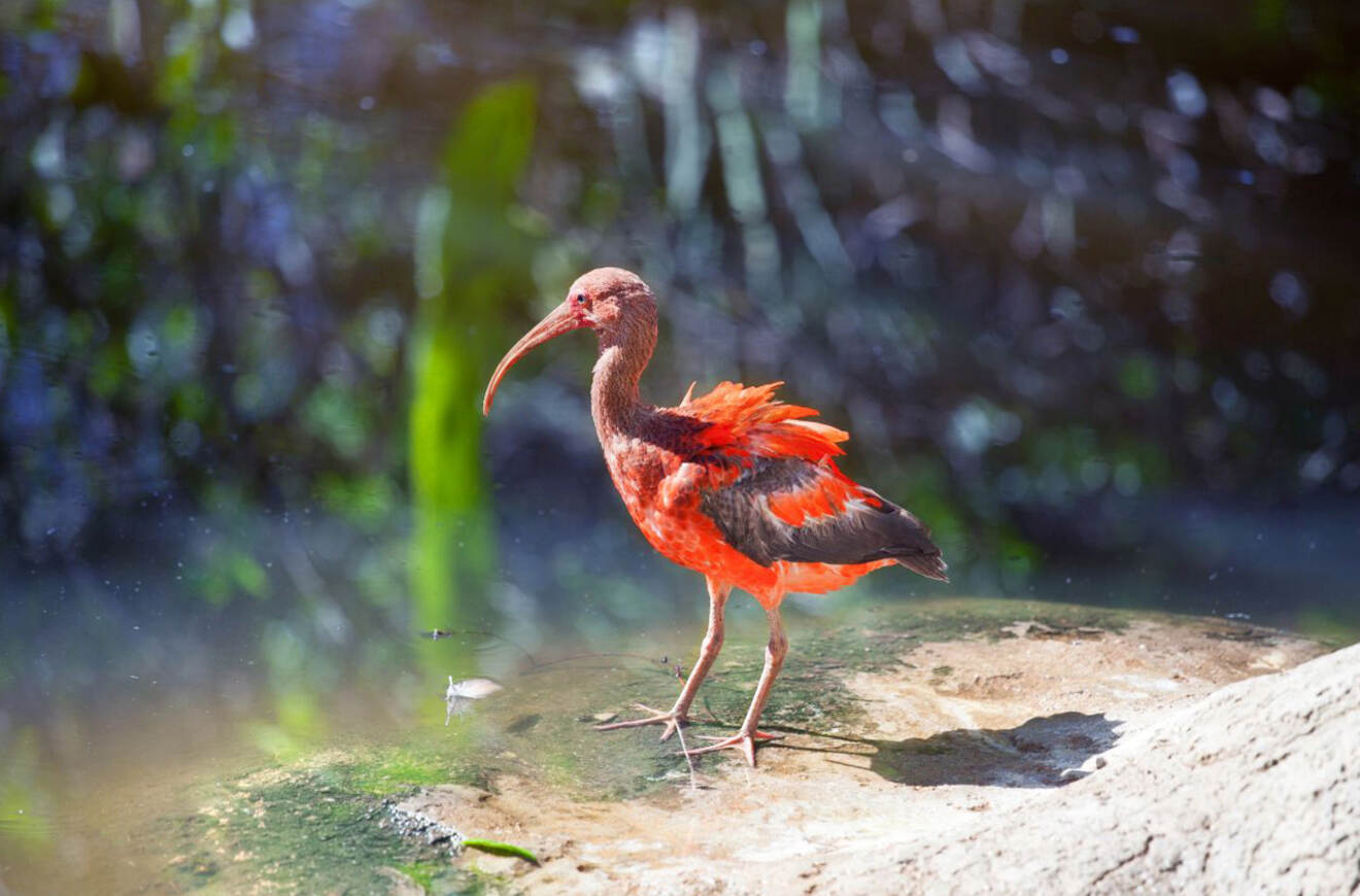 a bird standing in water