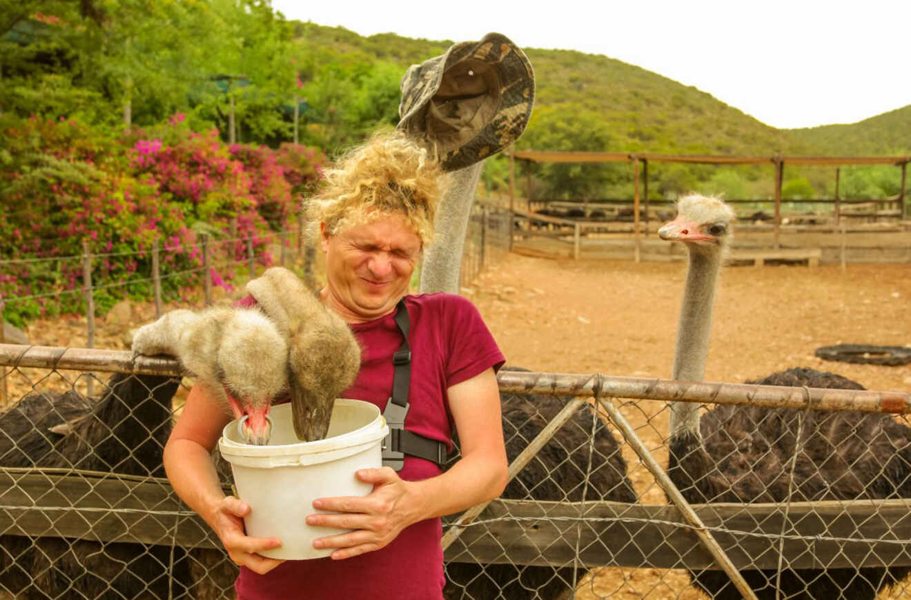 A woman holding a bucket with ostriches eating from it