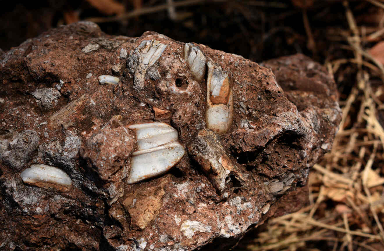 fossils in a rock