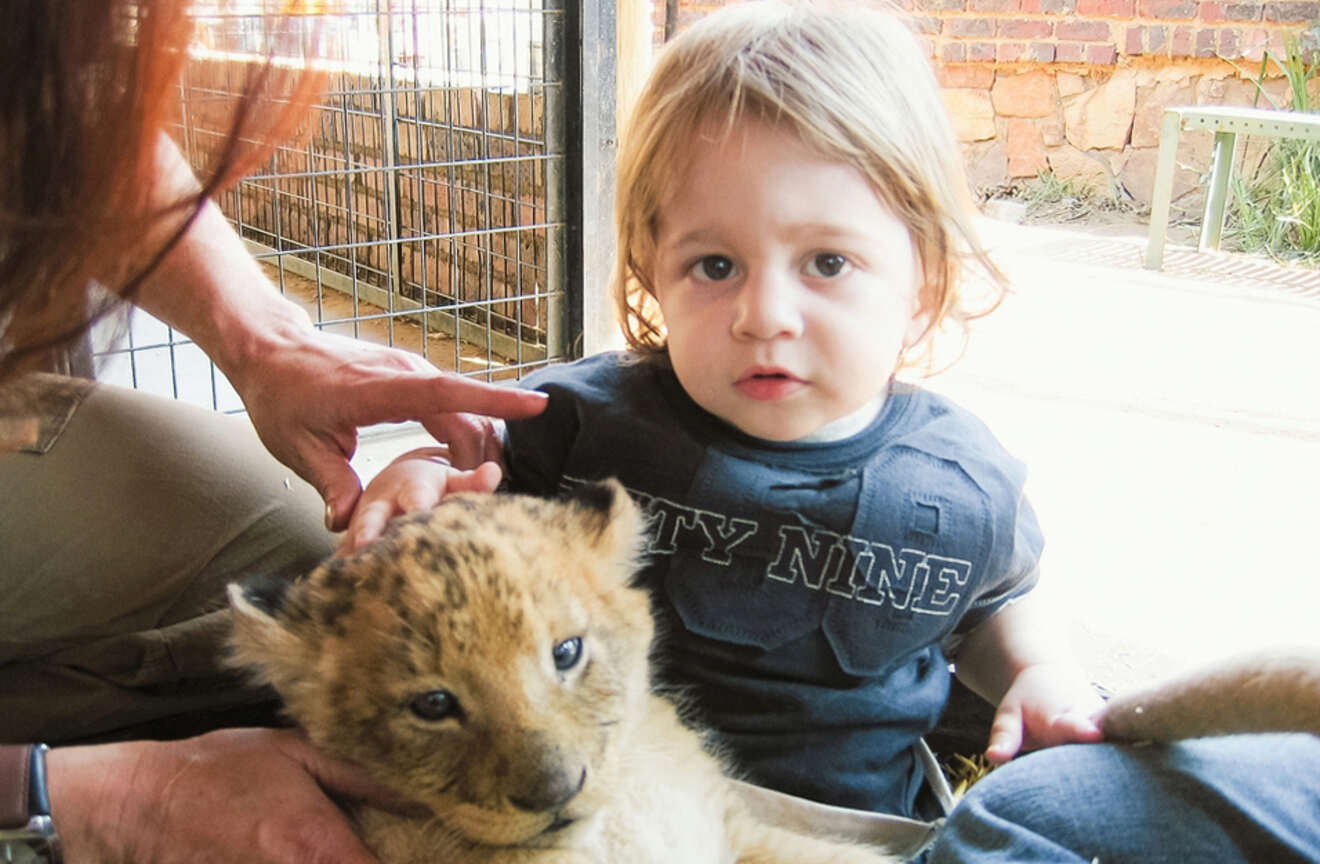 a small child petting a lion cub