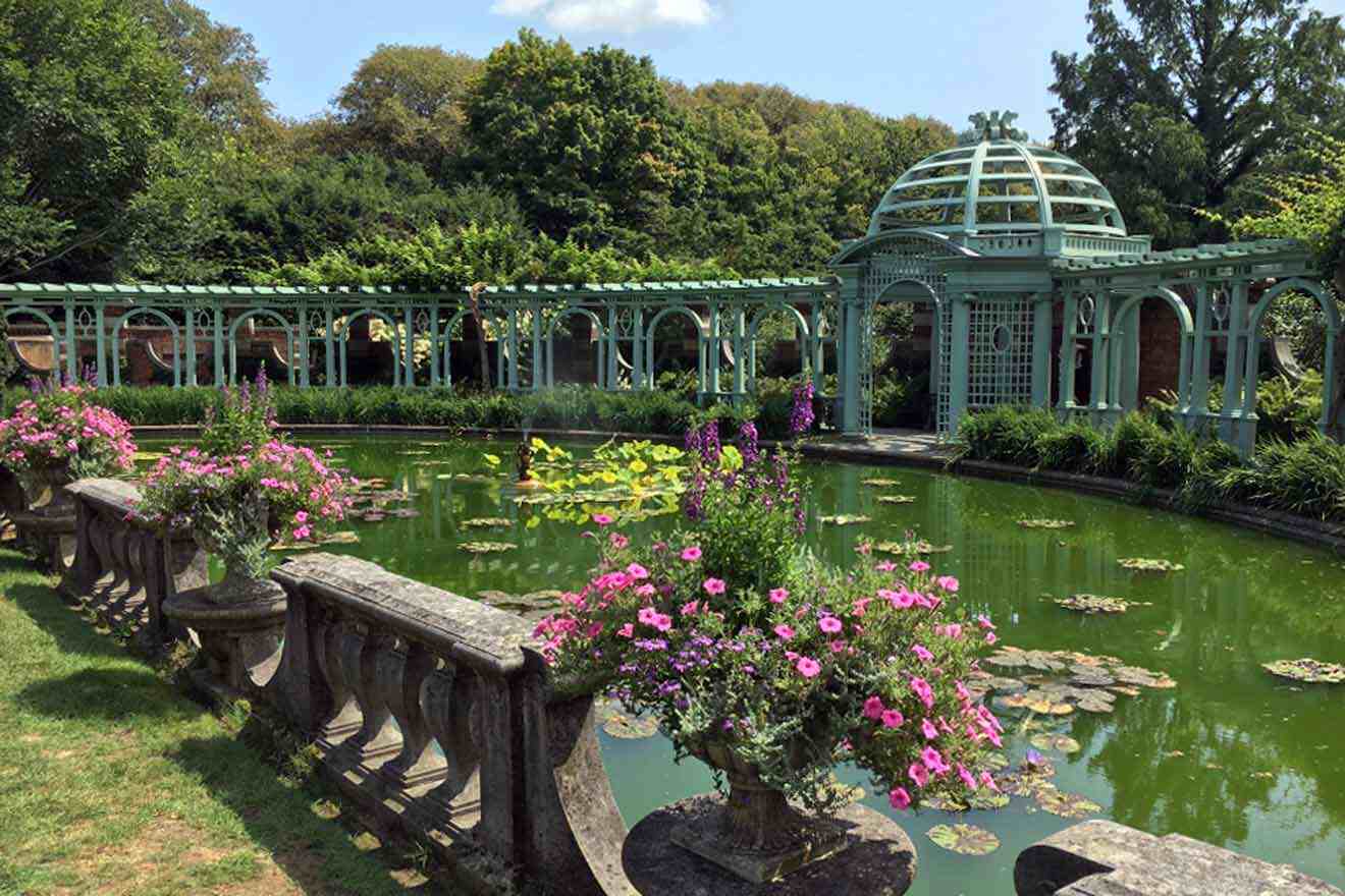 A pond with water lilies.