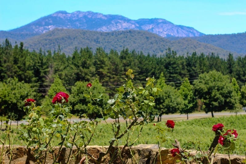 A tree with a mountain in the background