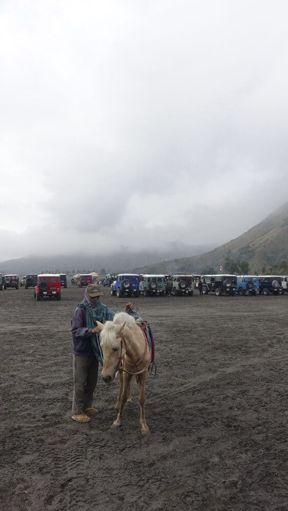 Horse at Mount Bromo