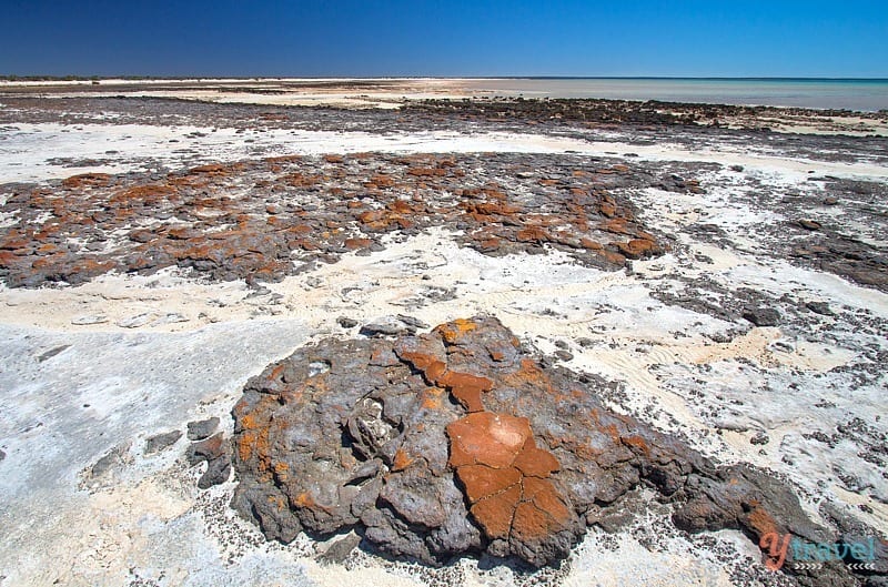 The ancient stromatolites, Western Australia