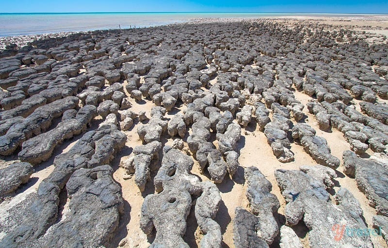 The ancient stromatolites - Western Australia