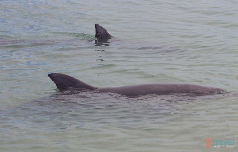 dolphins in the water