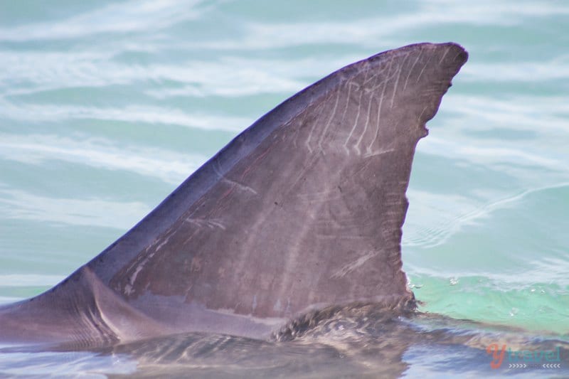 an dolphin fin poking out of the water