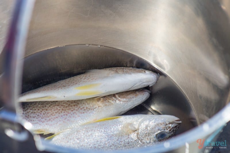 fish in a bowl