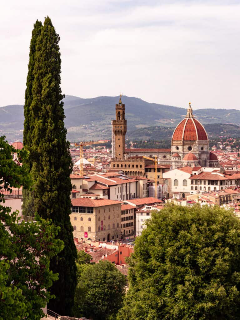 cypress tree off to the side of view of florence