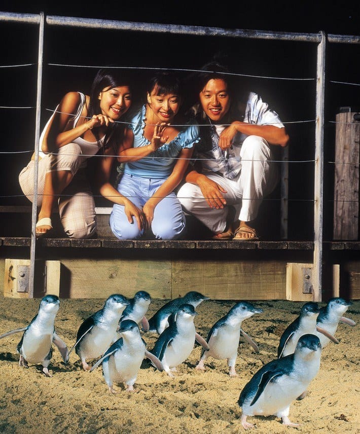 people looking at penguins on beach