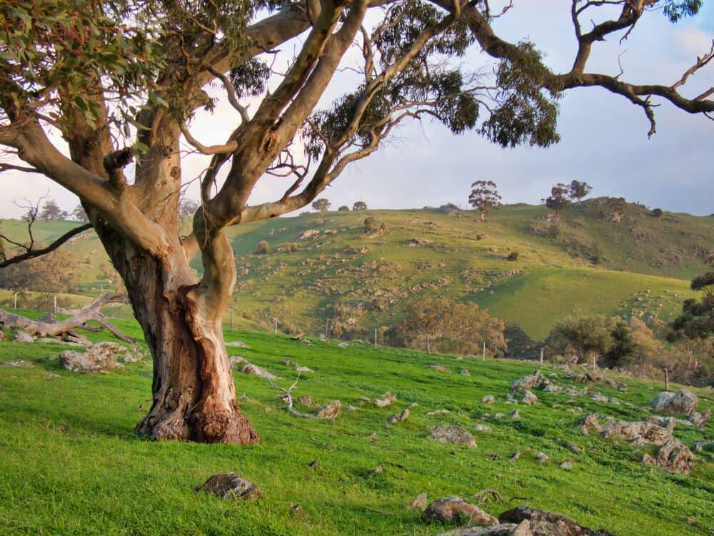 gnarly tree in grassy field