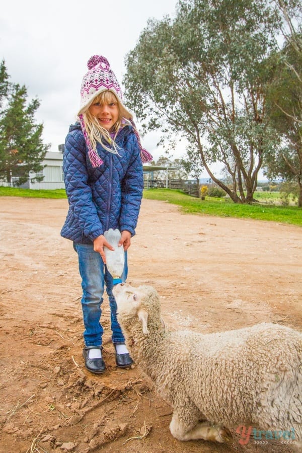 girl feeding a goat