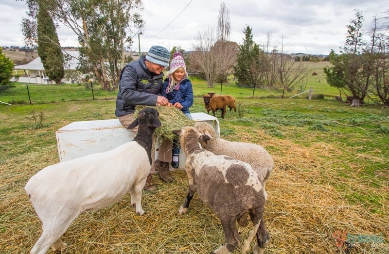 people feeding goats