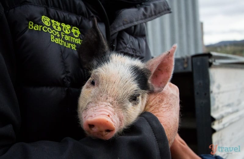 person holding a pig