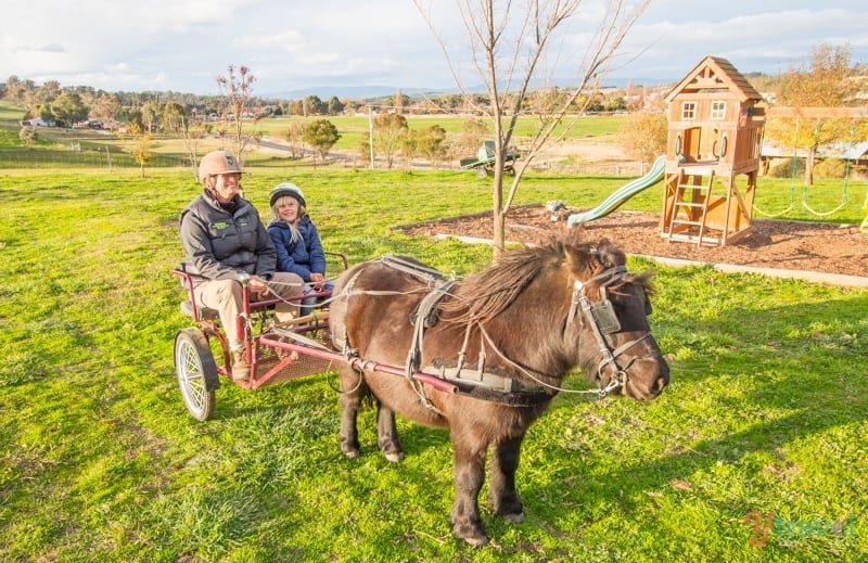 people riding in a cart dragged by a pony