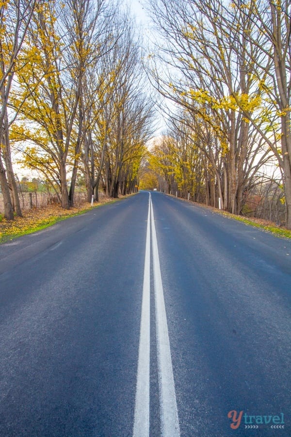 road through forest