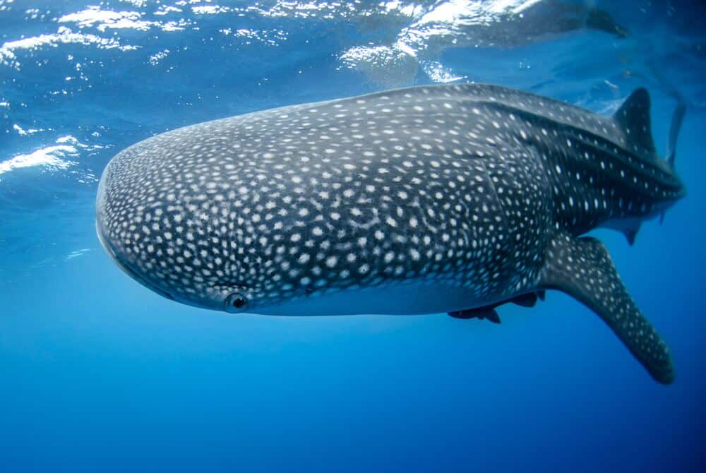 whale shark in bohol