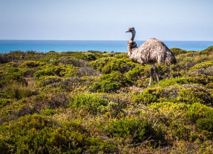 emu in a grassy field