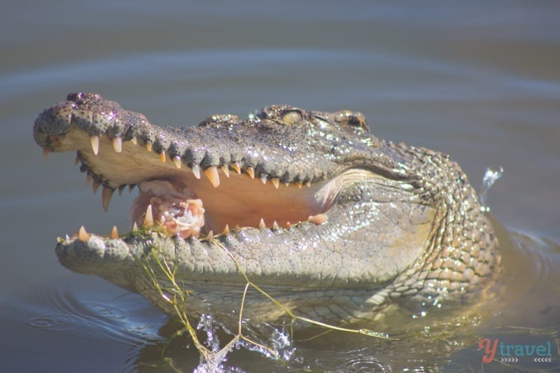 crocodile eating