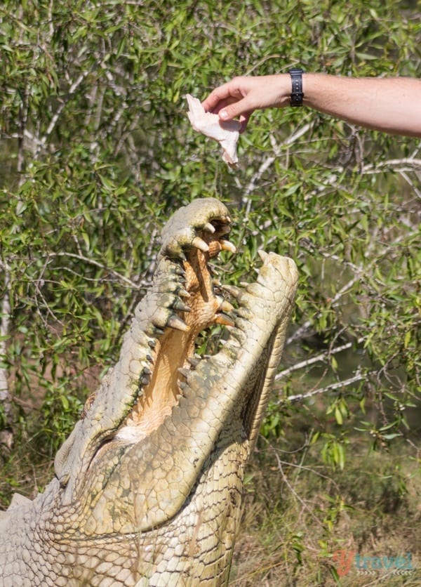 person feeding a crocodile